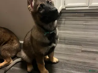 German Shepherd dogs German Shepherd Puppy 6 - Ad 2