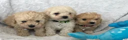 Maltipoo dogs for sale: Simon - Ad 8