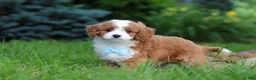 Cavapoo dogs for sale: Cody - Ad 3