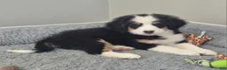 Mini Bernedoodle dogs for sale: Violet  - Ad 2