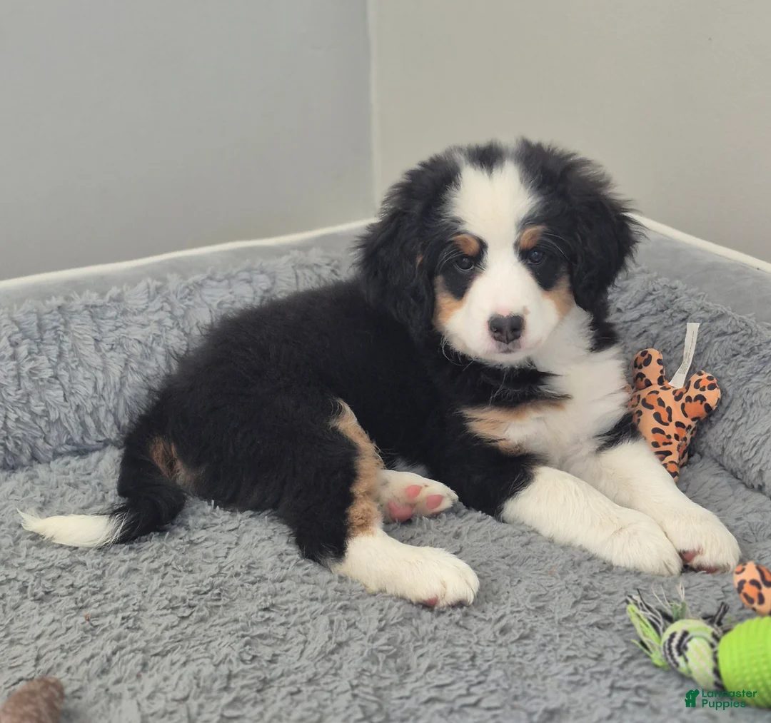 Mini Bernedoodle dogs for sale: Violet  - Ad 2
