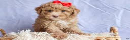 Miniature Poodle dogs for sale: ANDREW - Ad 7