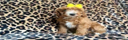 Cockapoo dogs for sale: Janey - Ad 2