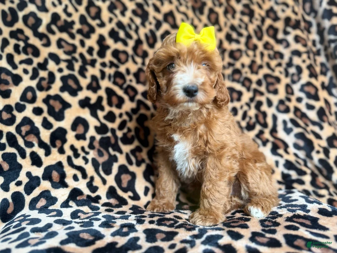 Cockapoo dogs for sale: Janey - Ad 2