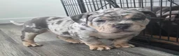 American Bulldog dogs for sale: Blue Merle Male (Orange) - Ad 1