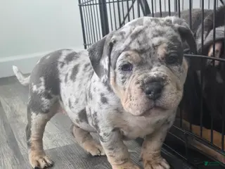 American Bulldog dogs Blue Merle Male (Orange) - Ad 8