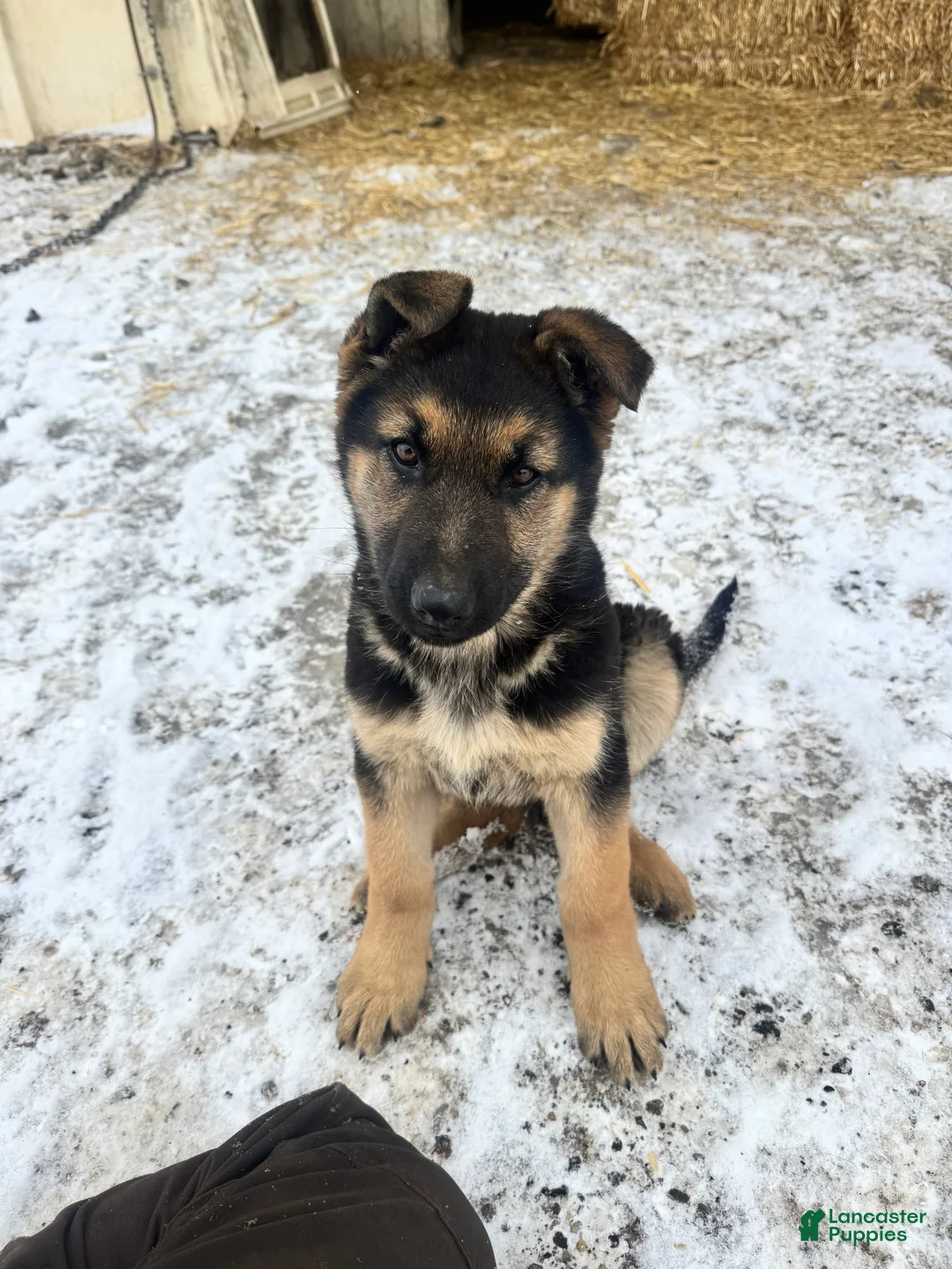 German Shepherd dogs for sale: Annie - Ad 4