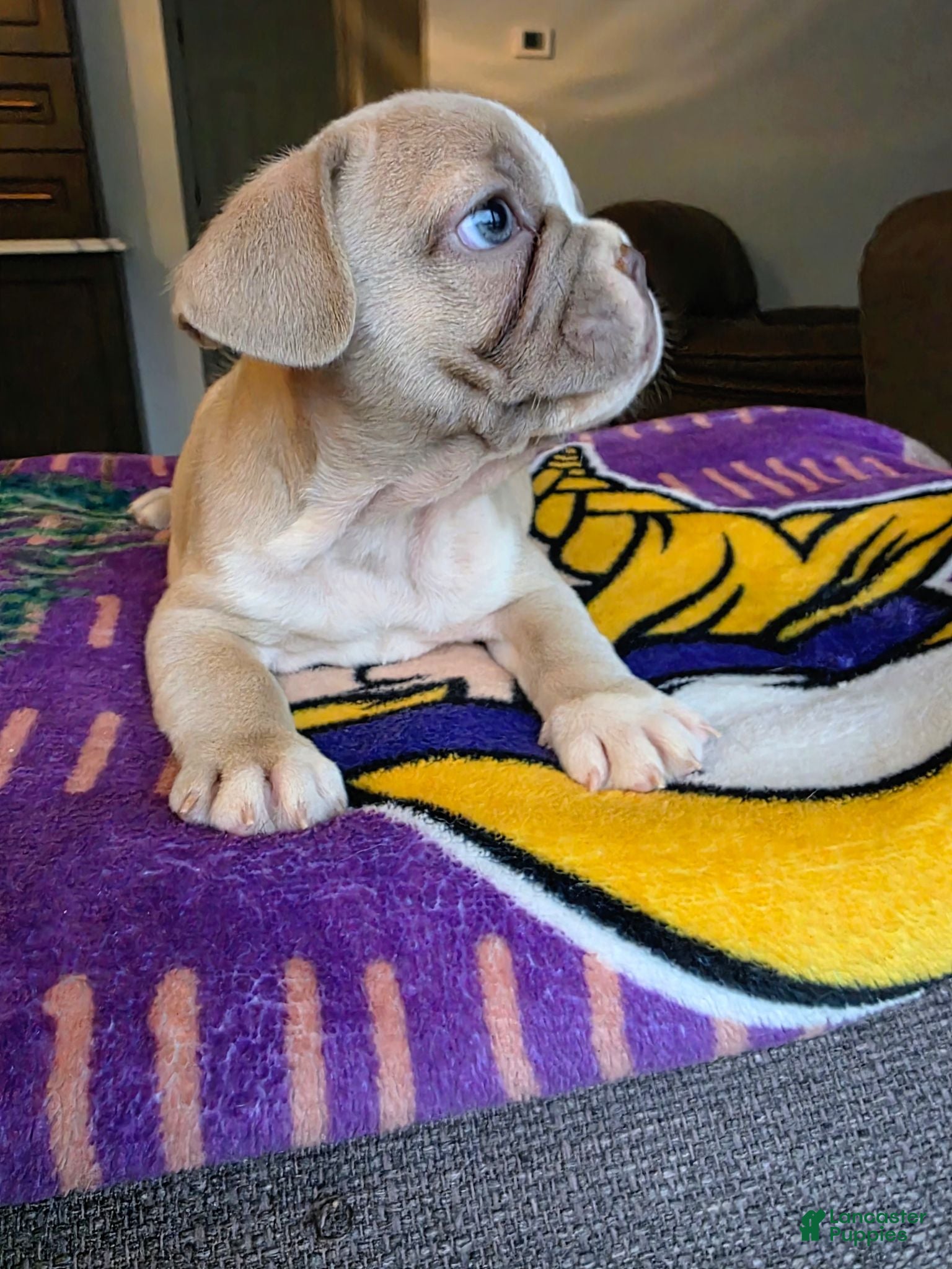 French Bulldog dogs Chandler - Ad 1