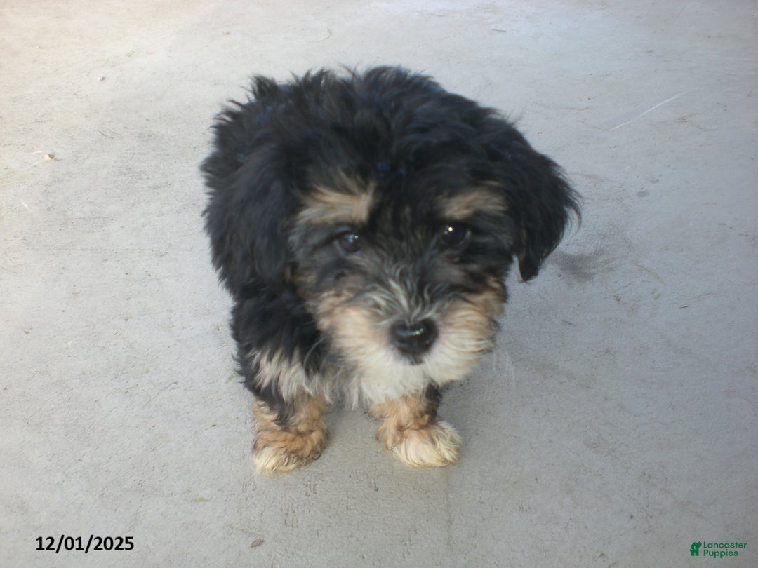 Yorkiepoo dogs for sale: Tina - Ad 9
