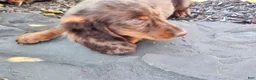 Miniature Dachshund dogs for sale: Espresso  - Ad 4
