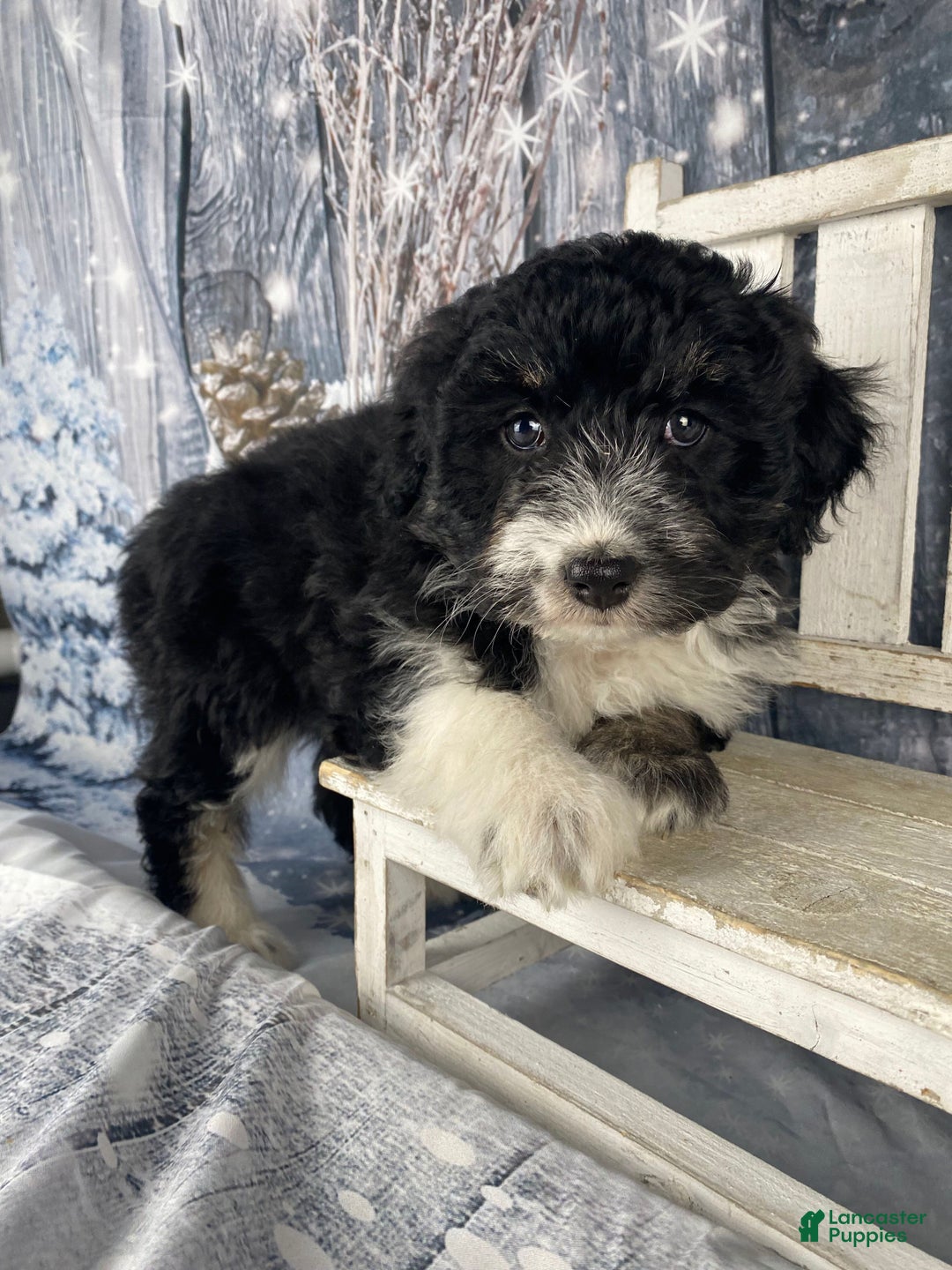 Aussiedoodle dogs for sale: Bella - Ad 11