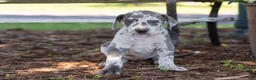 Great Dane dogs for sale: Autumn - Ad 6