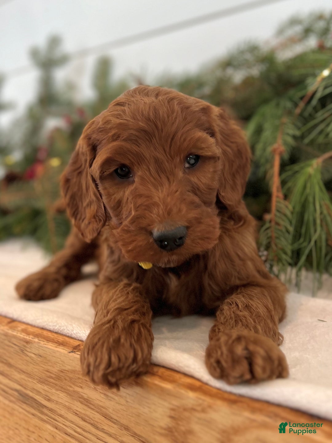 Irish Doodle dogs for sale: Ginger - Ad 2