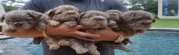 French Bulldog dogs for sale: Whitey - Ad 4