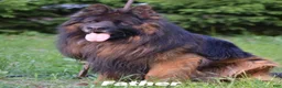 German Shepherd dogs for sale: Xena - Ad 9