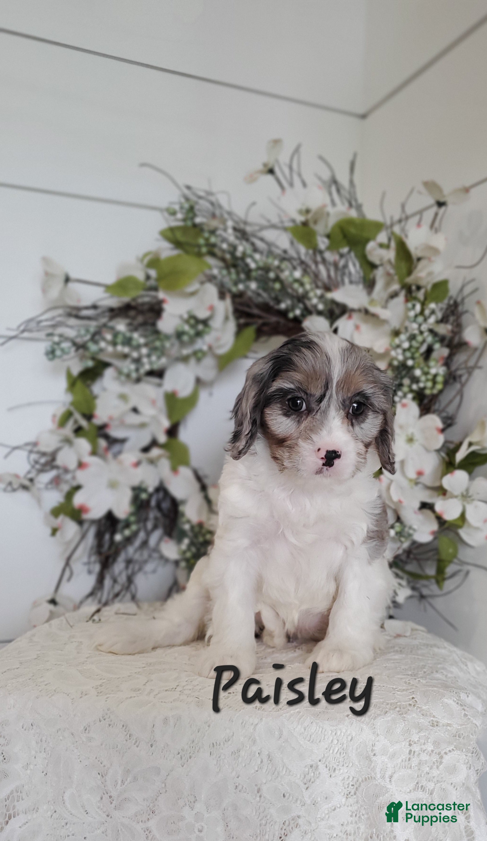 Cavapoo dogs Paisley - Ad 8
