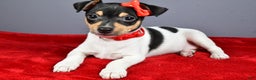 Toy Fox Terrier dogs for sale: Lucky - Ad 5