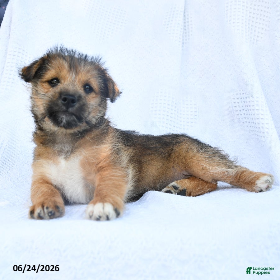 Shiba Inu dogs Rose  - Ad 2