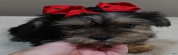 Yorkshire Terrier dogs for sale: Tiny Koda 2nd chance - Ad 1