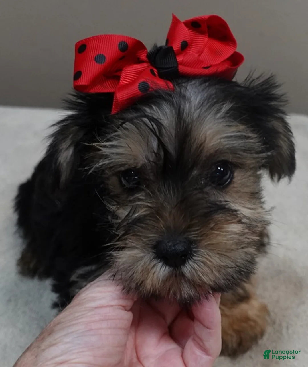 Yorkshire Terrier dogs for sale: Tiny Koda 2nd chance - Ad 1
