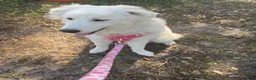 Mixed Breed dogs for sale: Willow - Ad 8