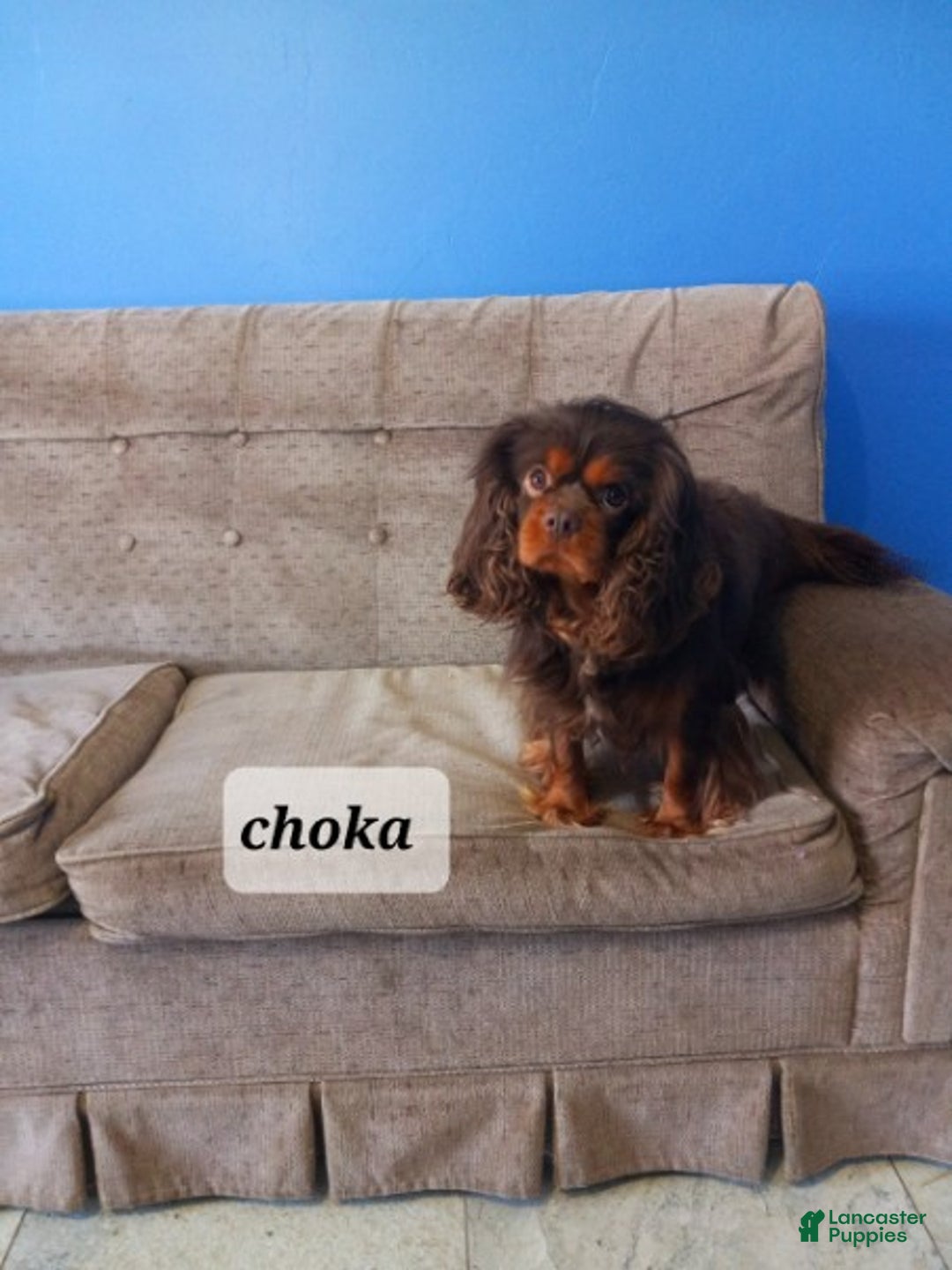 Cavapoo dogs for sale: Dania - Ad 11