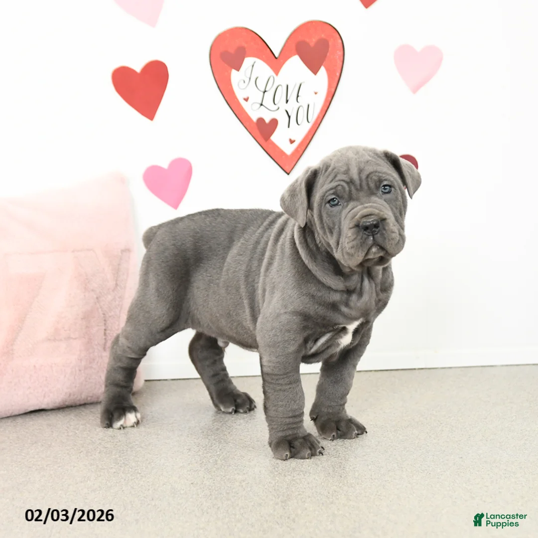 Cane Corso dogs for sale: Charlie - Ad 3