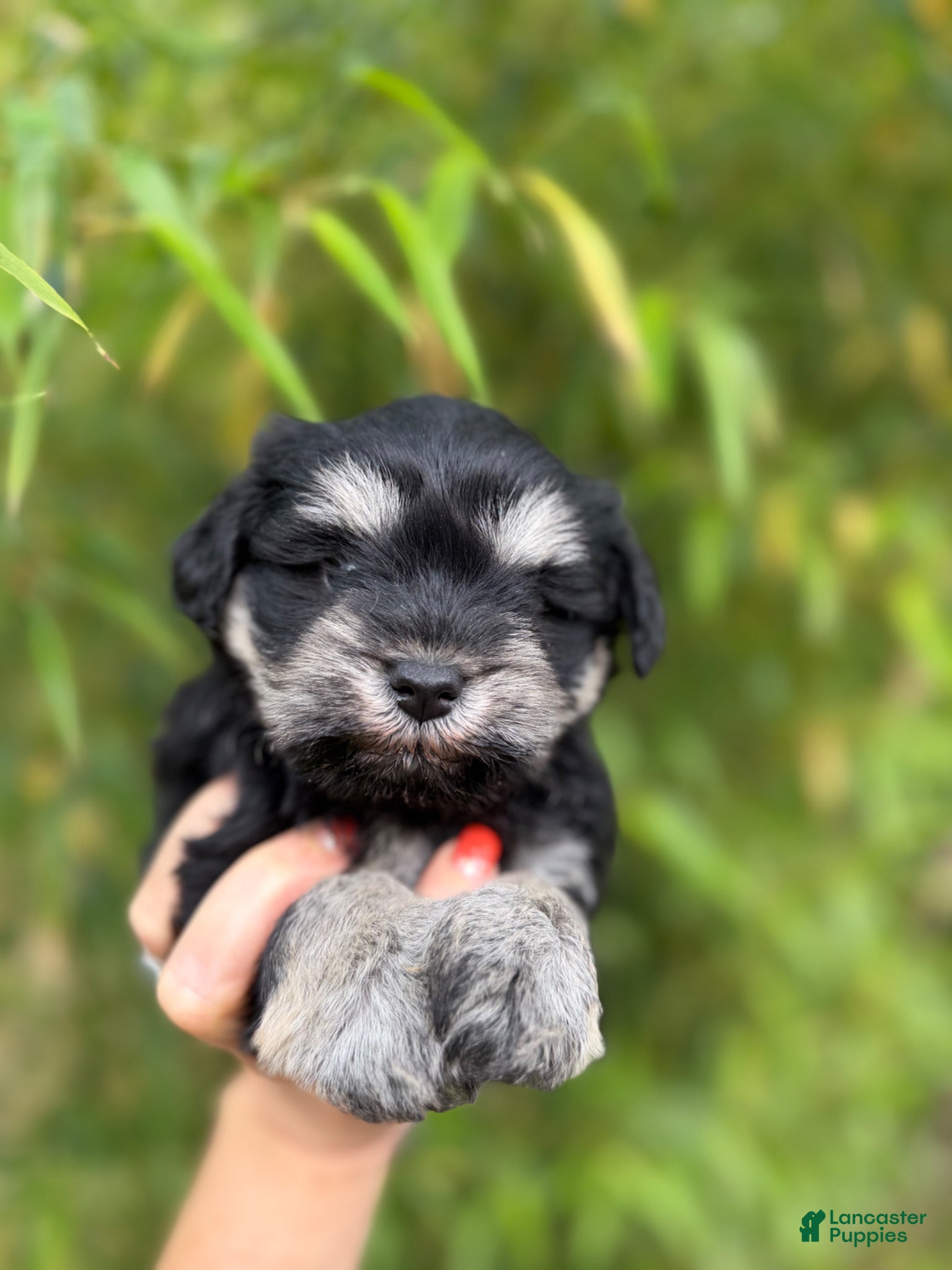 Miniature Schnauzer dogs Miniature Schnauzer Puppy 2 - Ad 29