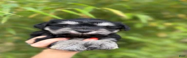 Miniature Schnauzer Puppy 2