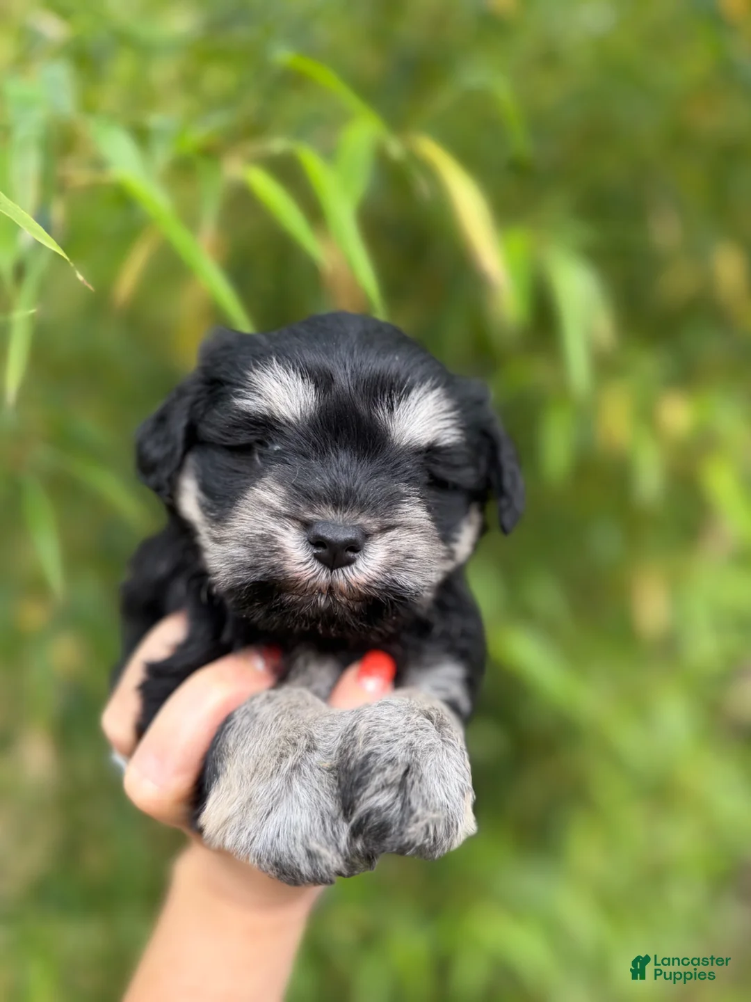Miniature Schnauzer dogs for sale: Miniature Schnauzer Puppy 2 - Ad 1