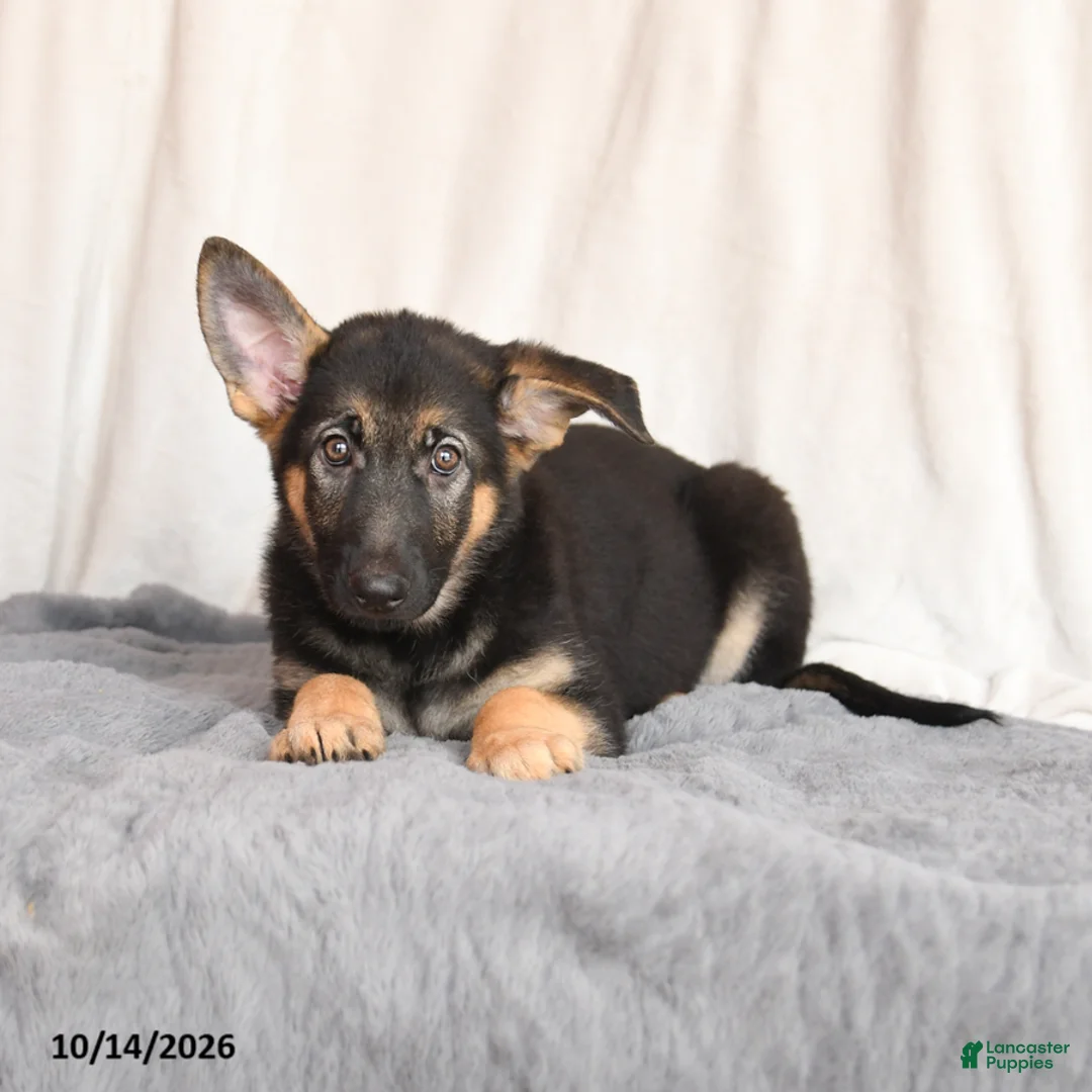 German Shepherd dogs for sale: Lilac - Ad 3