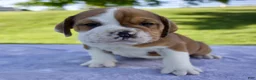 Beabull dogs for sale: Ana - Ad 6