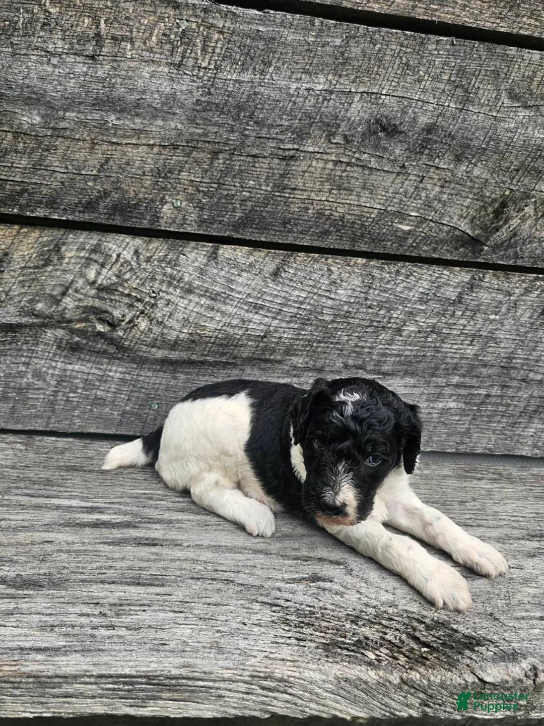 Standard Poodle dogs for sale: Selena - Ad 2
