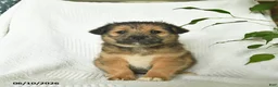 Shiba Inu dogs for sale: Rose  - Ad 4