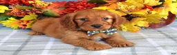 Cavapoo dogs for sale: Hank - Ad 8