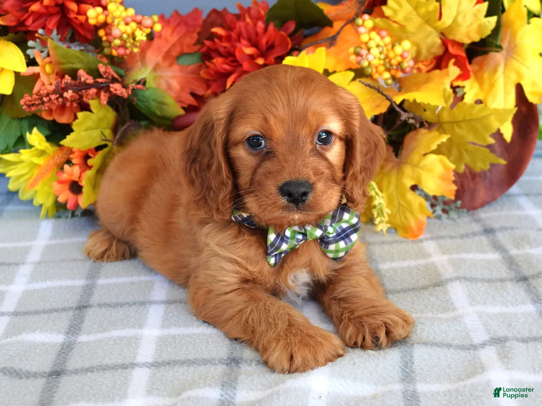 Cavapoo dogs for sale: Hank - Ad 8