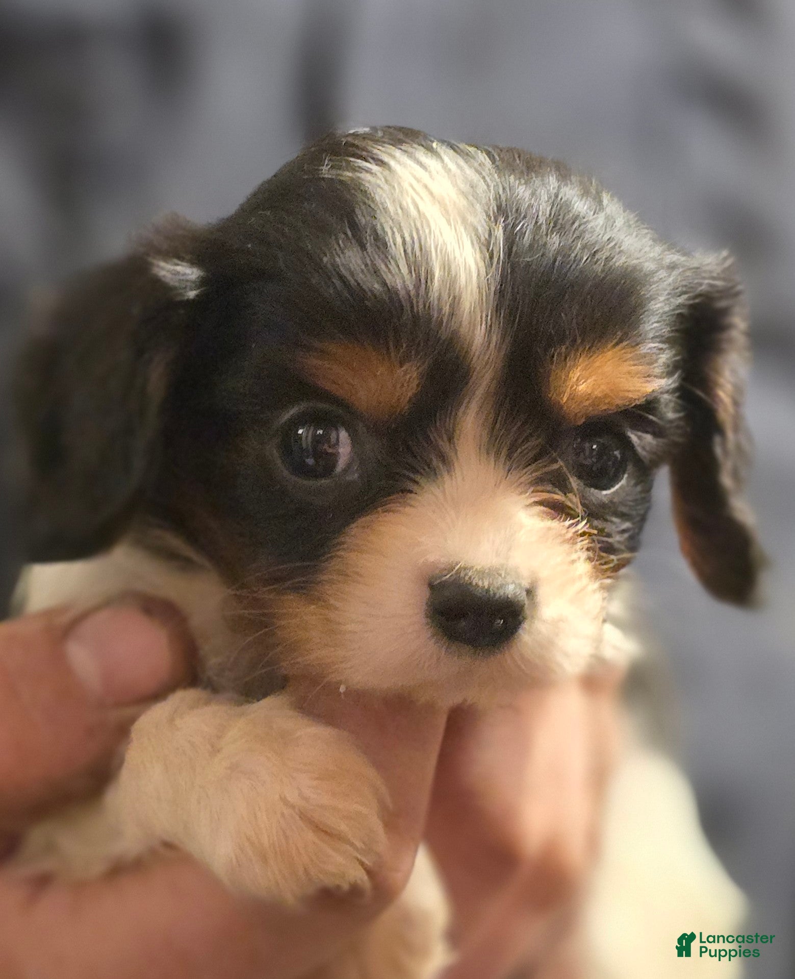 Cavalier King Charles Spaniel dogs Charity - Ad 2