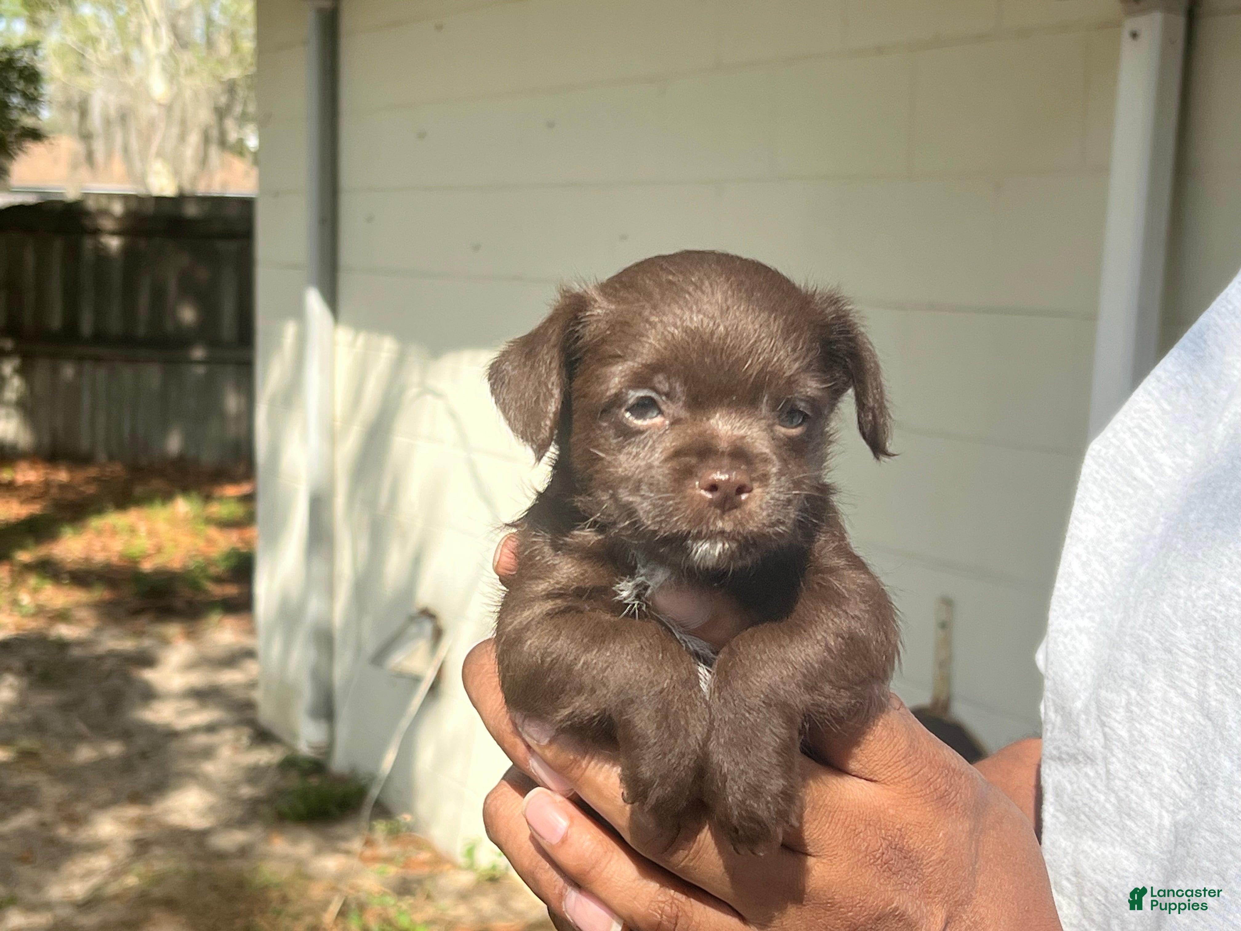 Chihuahua dogs Chihuahua Puppy 5 - Ad 13