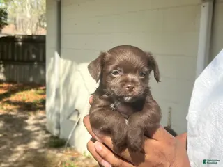 Chihuahua dogs Chihuahua Puppy 5 - Ad 13