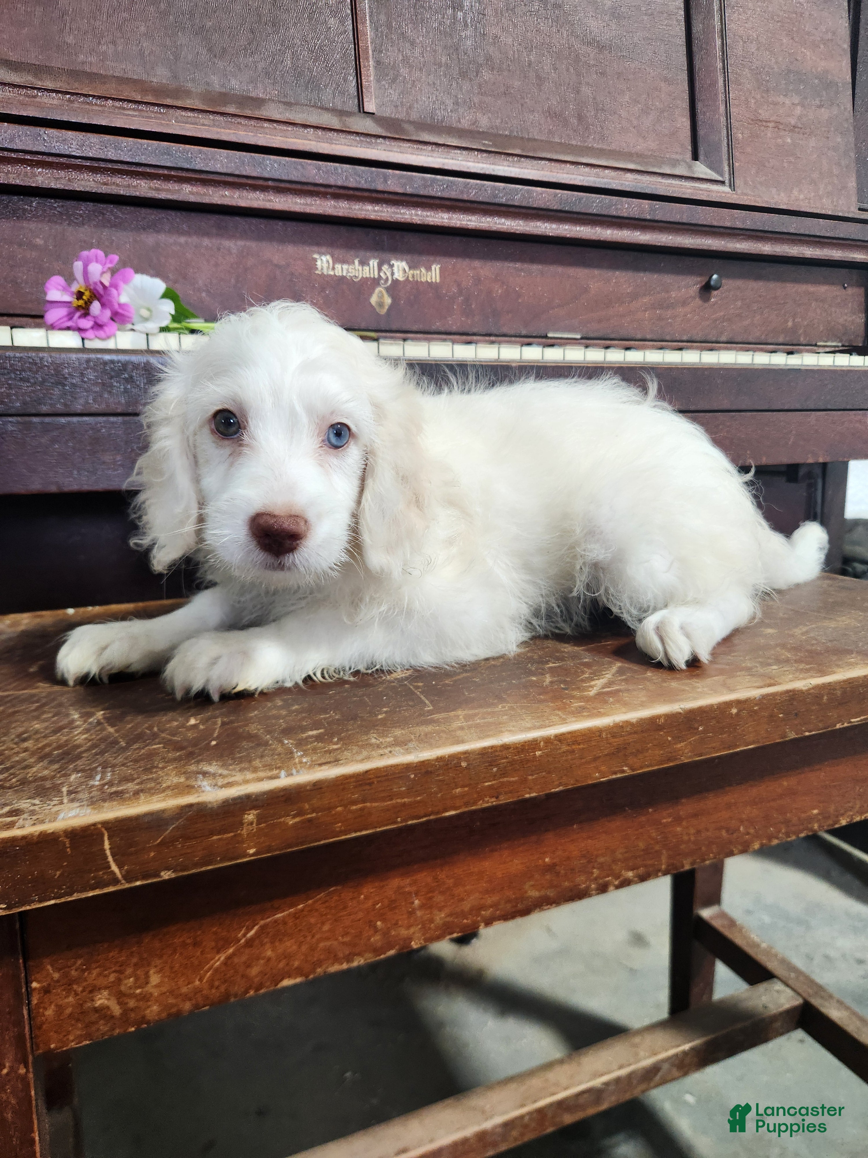 Cockapoo dogs Marshmallow - Ad 2