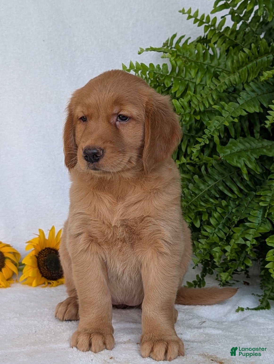 Golden Retriever dogs Liberty  - Ad 2