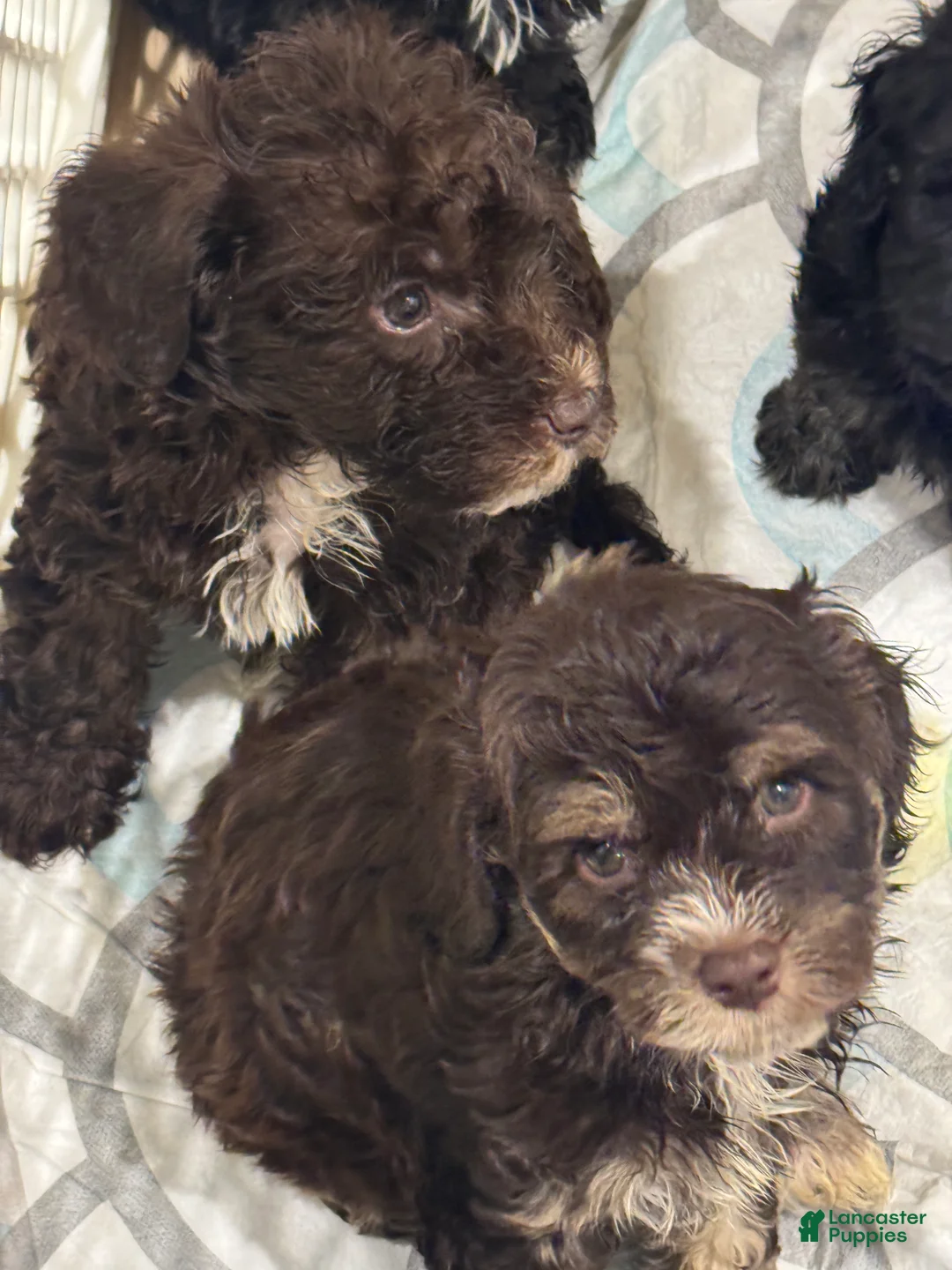 Schnoodle dogs for sale: Bruno Mars - Ad 1