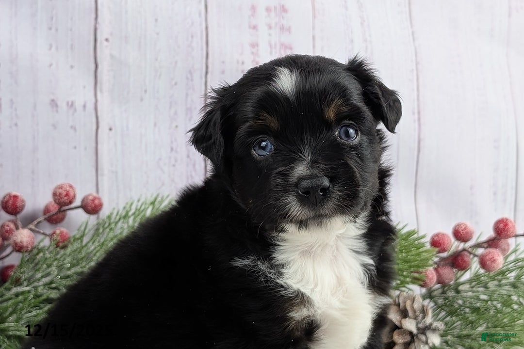 Toy Australian Shepherd dogs for sale: Banjo - Ad 4