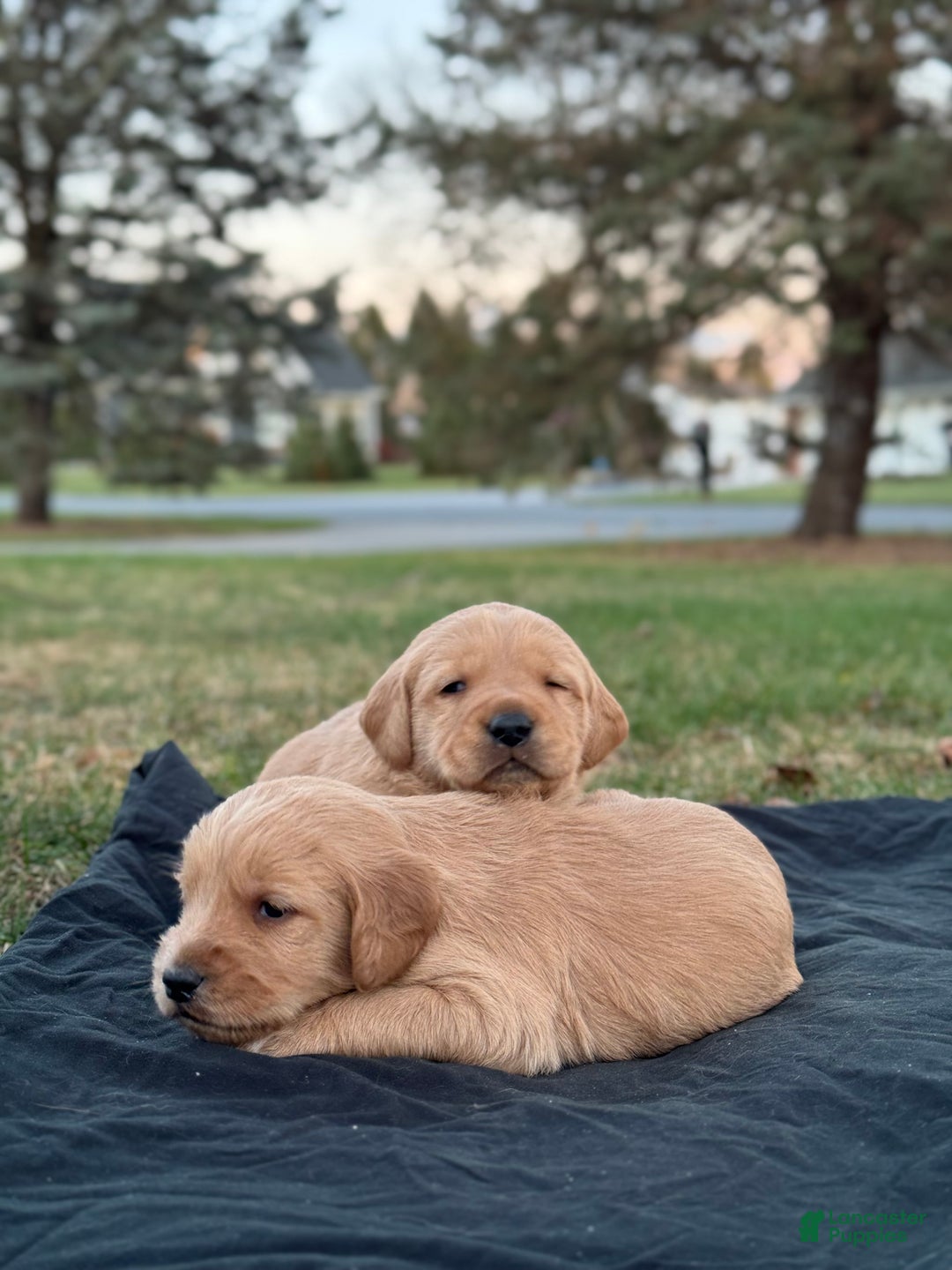 Mixed Breed dogs for sale: Simba - Ad 5