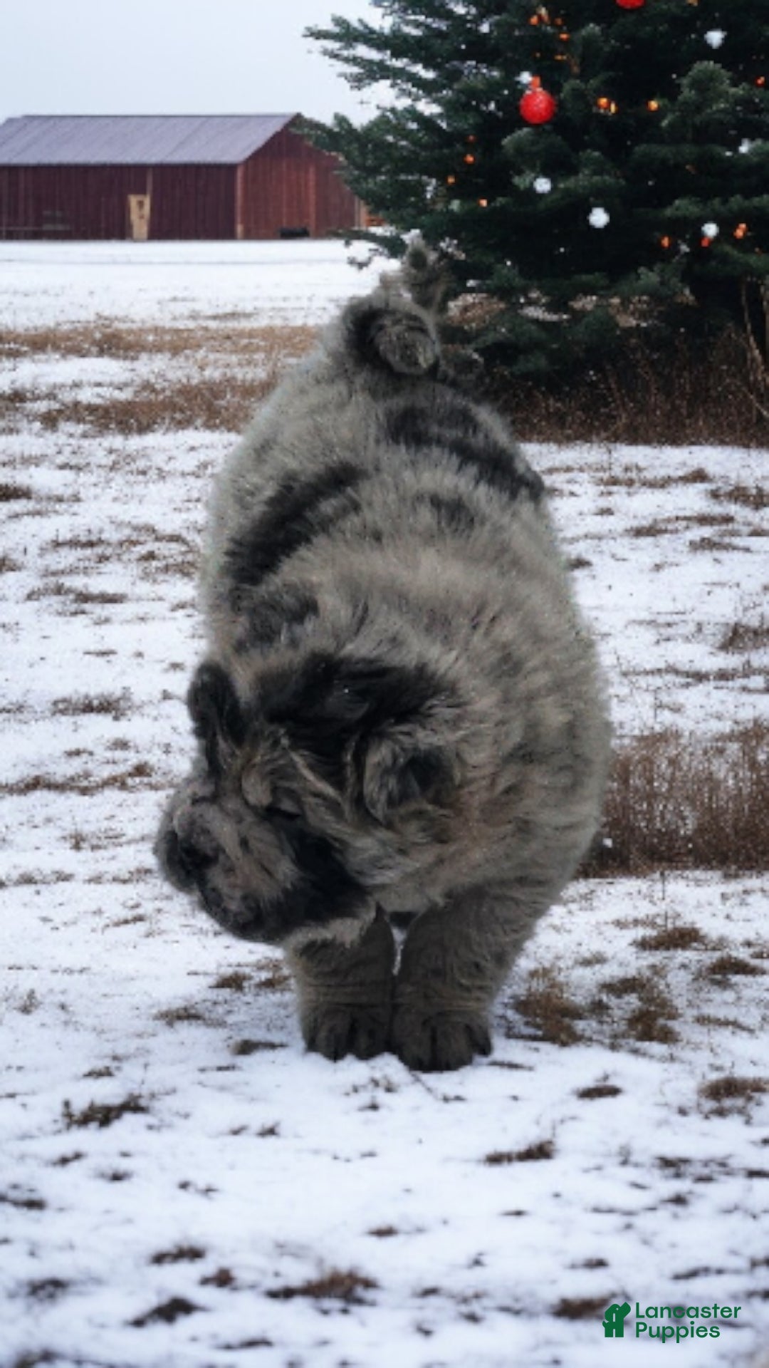 Shar Pei dogs for sale: Marla merle mini bear  - Ad 12