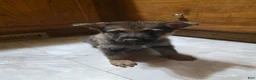 Golden Shepherd dogs for sale: Golden Shepherd Puppy 6 - Ad 6