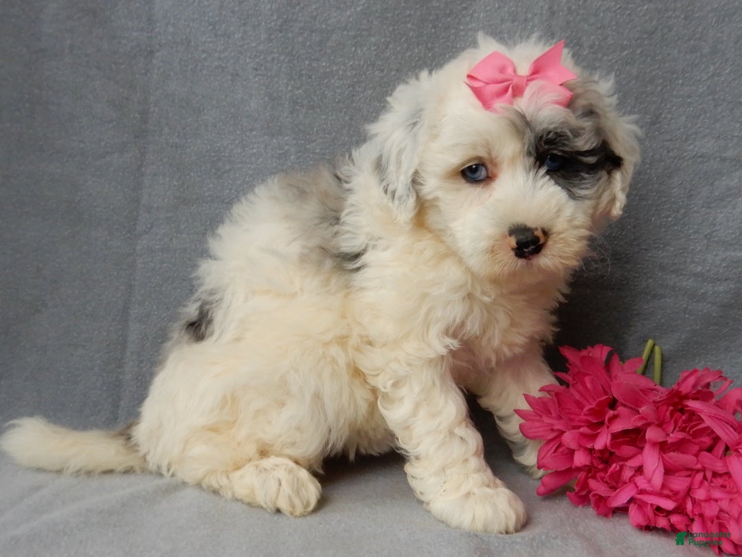 Sheepadoodle dogs for sale: Bella - Ad 4