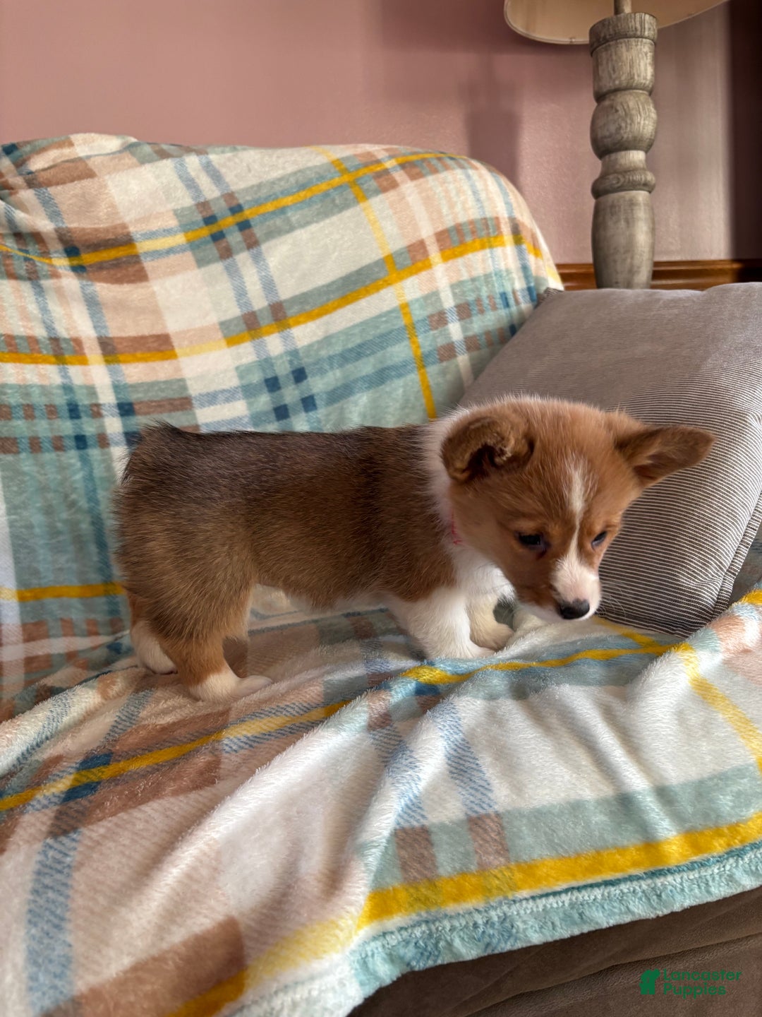 Welsh Corgi Pembroke dogs for sale: Welsh Corgi Pembroke Puppy 3 - Ad 3