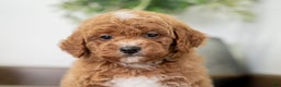 Miniature Poodle dogs for sale: Carmen - Ad 9