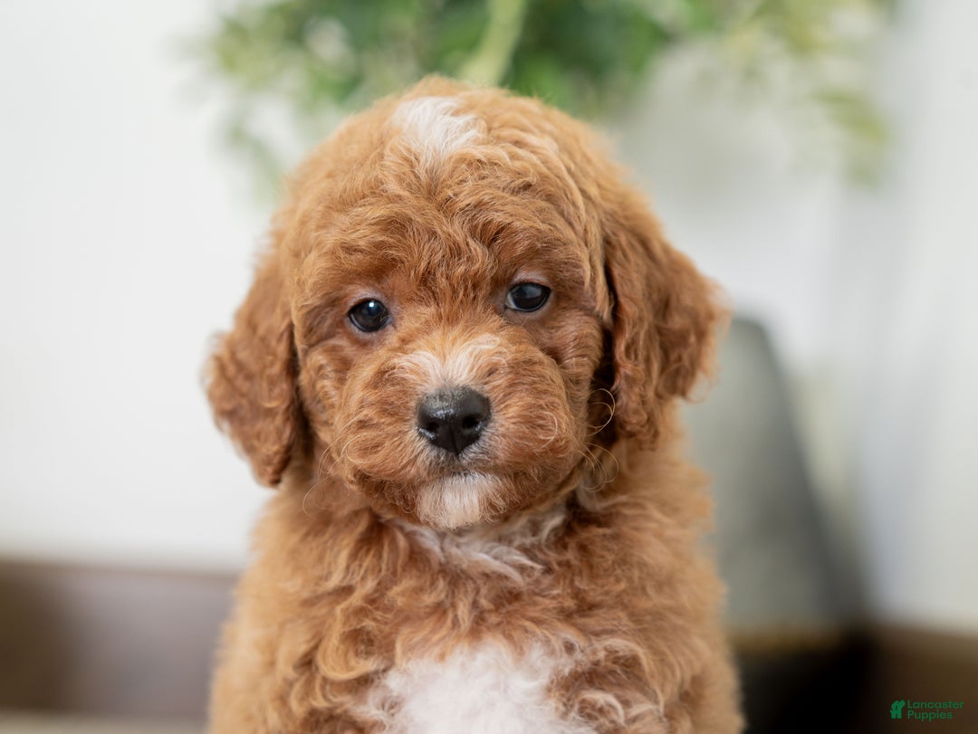 Miniature Poodle dogs for sale: Carmen - Ad 9